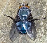 Blue Insect