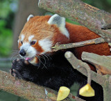 Red Panda