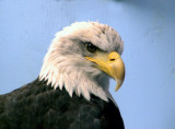 bald eagle Mt Roberts Alaska.