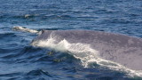 blue whale almost swimming under our boat.JPG