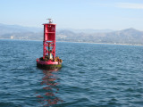 buoy with sea lions in Ventura Harbor.JPG