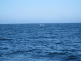blue whale fluke.JPG