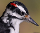 Hairy Woodpecker