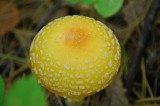 Fungus