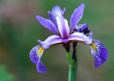 Siberian Iris