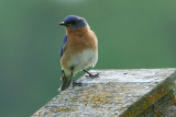 Eastern Bluebird