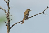 Alder Flycatcher