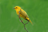 Yellow Warbler