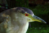 Black-Crowned Night Heron