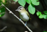 Red-eyed Vireo