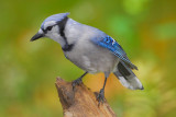 Blue Jay