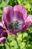 Beautiful Tulip 1