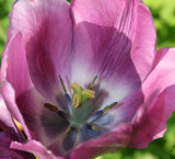 Beautiful Tulip 2