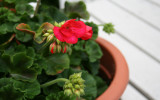 Geranium 2