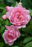 Pink roses and pink buds