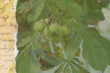 Foliage and Spikes