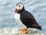 Puffin, Co. Kerry