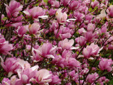 tuliptree.JPG