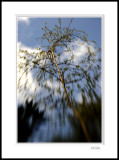 Silver Birch 1