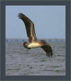 Brown Pelican at Breakwater Drive
