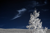Aspen on Steens mountain.
