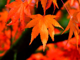 colors  leaves