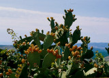 Pisticci - Italy