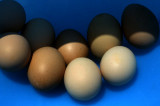 eggs