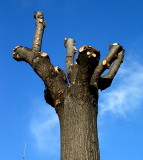 tree