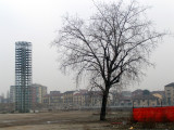 The tree in Turin