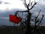 something red