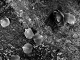 petals