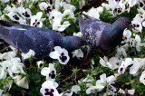 two pigeons between the flowers