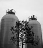 the Tree and two tanks