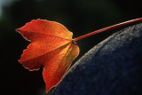red leaf