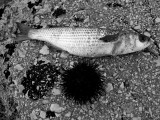 fish and curl