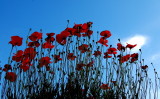 last poppies for 2007