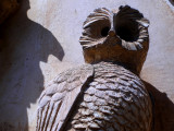 owl