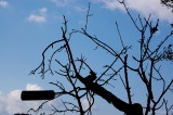 the tree of the tubes