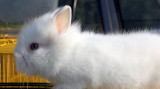 little rabbit