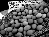 fresh eggs