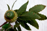 acorn