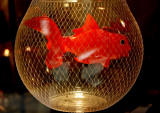 red  fish