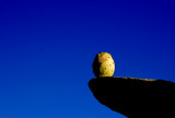 Indian fig