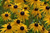 Black Eyed Susans