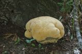 Mushroom or Bread?