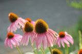 Pretty flowers
