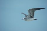 Gull.. (no buoys)