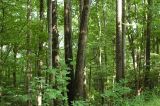 I luv trees...