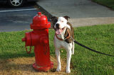 Joshs dog